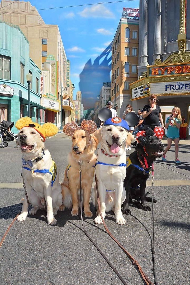 Puppies also love Disneyland.