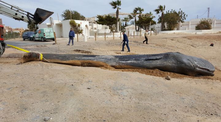 The young male sperm whale was found dead off the coast of southeast Spain.