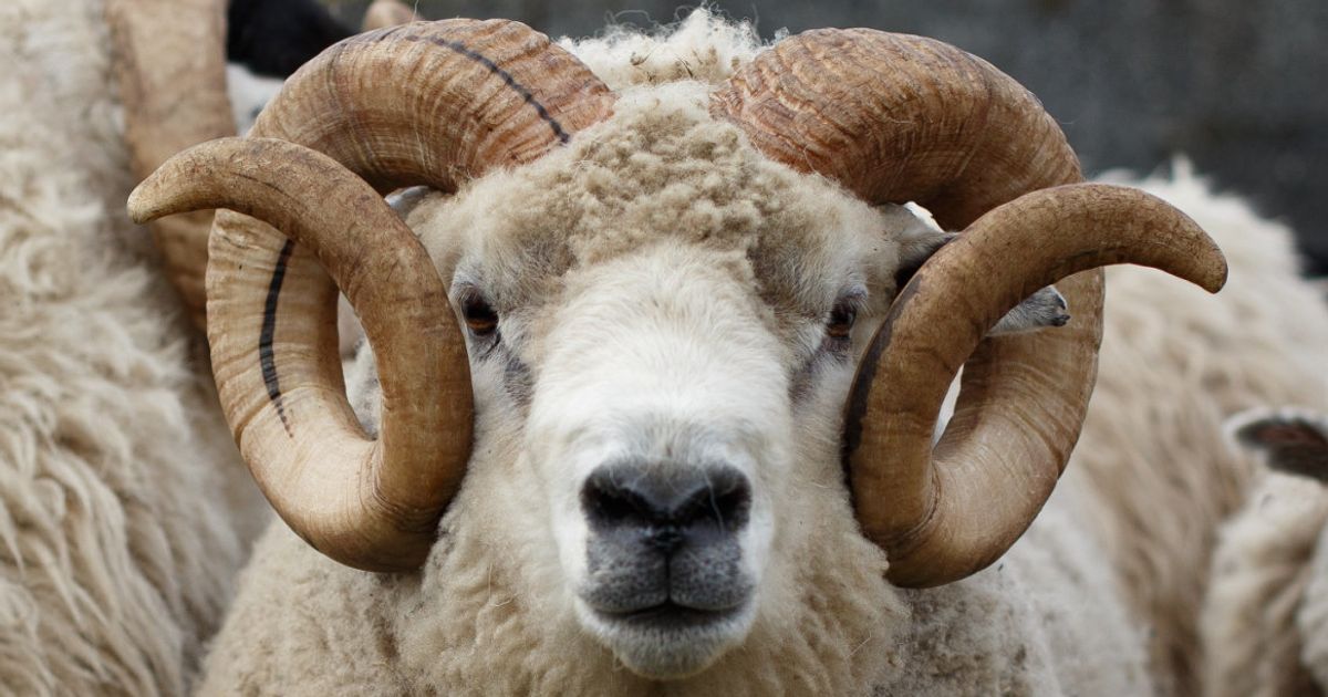 Man 'Wrestles' Ram In Derbyshire That Is Inflicting 'Reign Of Terror ...