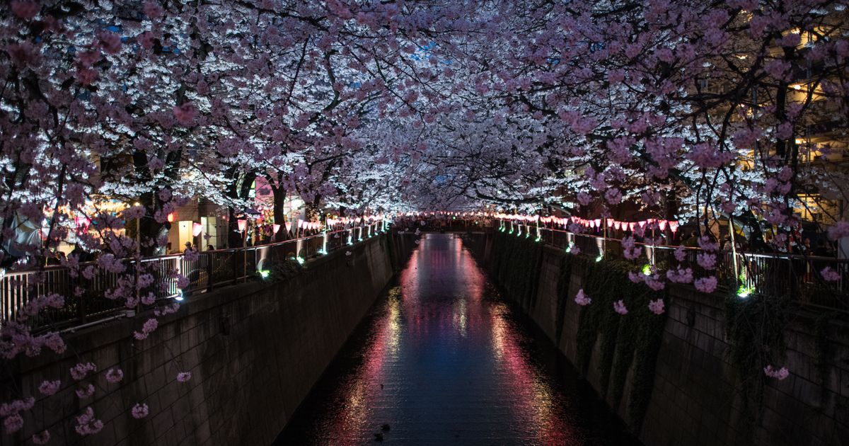 4K HDR // Tokyo Sakura 2022 - Shinjuku Gyoen National Garden 