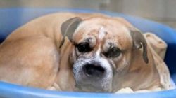 Γερμανία: Σκύλος που φέρεται να τραυμάτισε θανάσιμα τους ιδιοκτήτες του γλιτώνει την ευθανασία μετά από μαζική κινητοποίηση των πολιτών