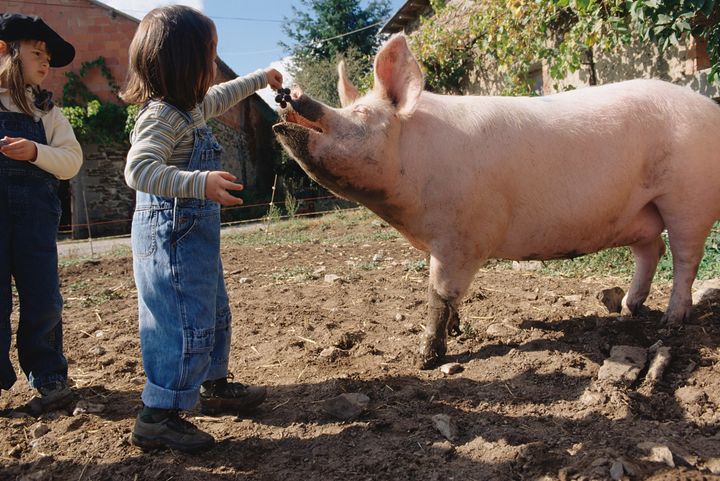 Girl feeding grapes to a pig