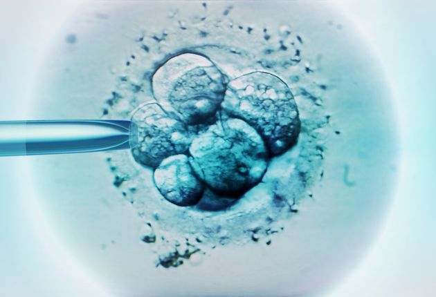 The couple were having fertility treatment at the time of their deaths and had four frozen embryos in storage 