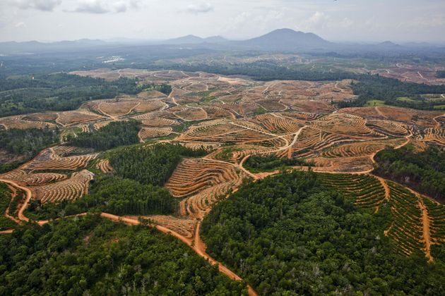 Deforestation in Central Kalimantan, Borneo.