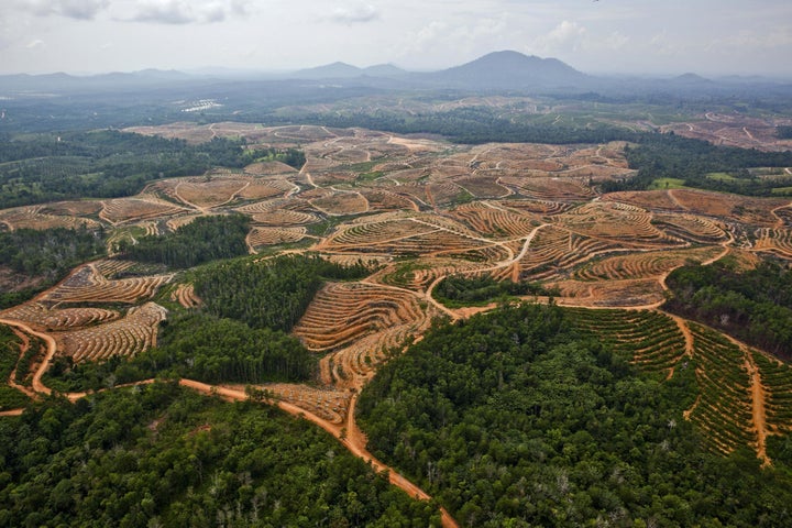 Deforestation in Central Kalimantan, Borneo.