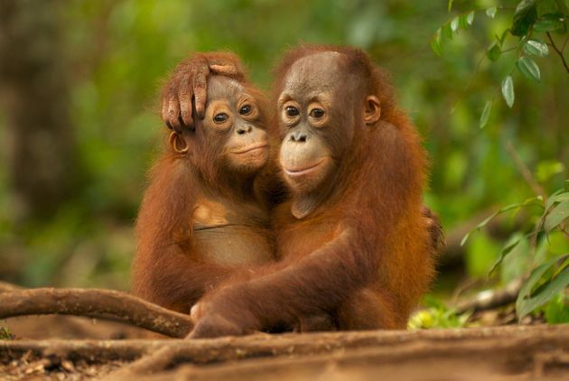 Young Orangutans hugging in Nyaru Menteng Orangutan reintroduction project near Palangka Raya, Central Kalimantan.