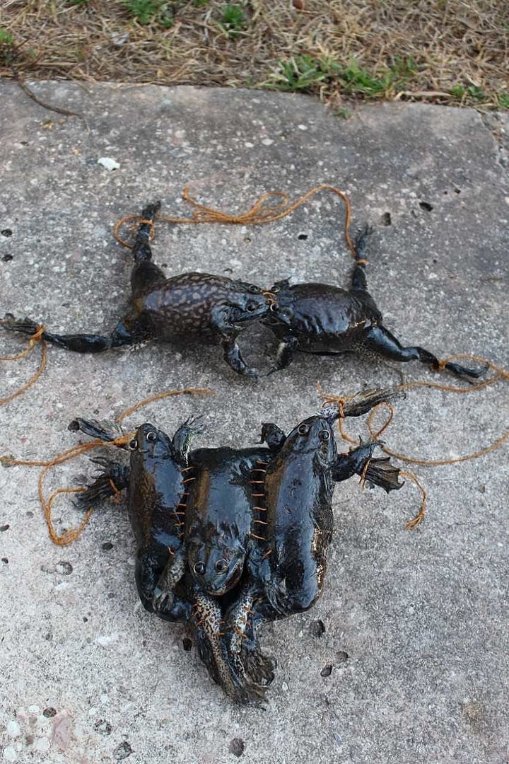 Louisiana Woman Creates Frog Bikini (And It's Ribbiting) .