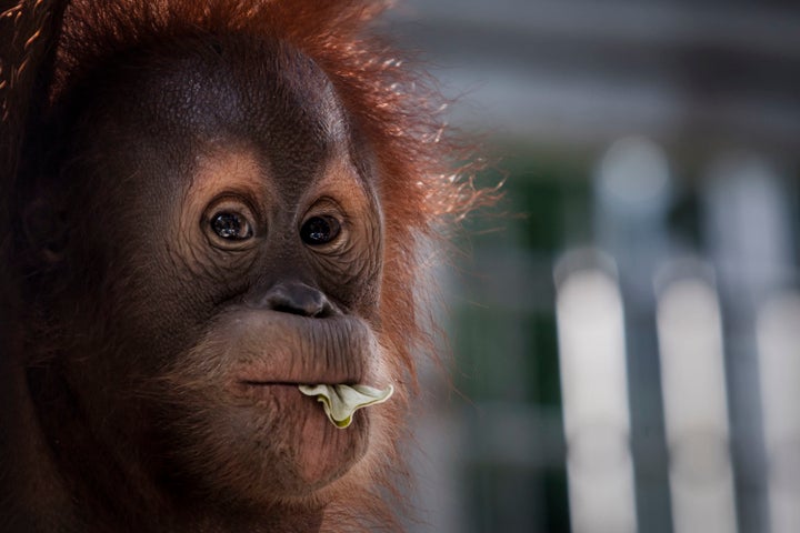 A Sumatran orangutan. The endangered species continue to lose its habitat, in part thanks to corporate expansion for palm oil.