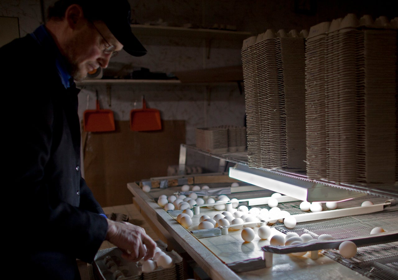 A man collects eggs to be sold to local grocery retailers.