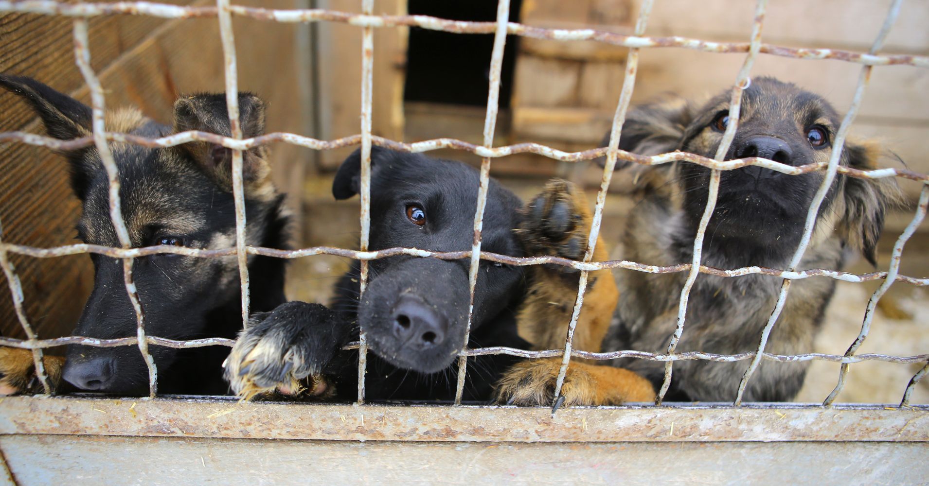 How Can You Tell If A Dog Rescue Group Is Legit? | HuffPost