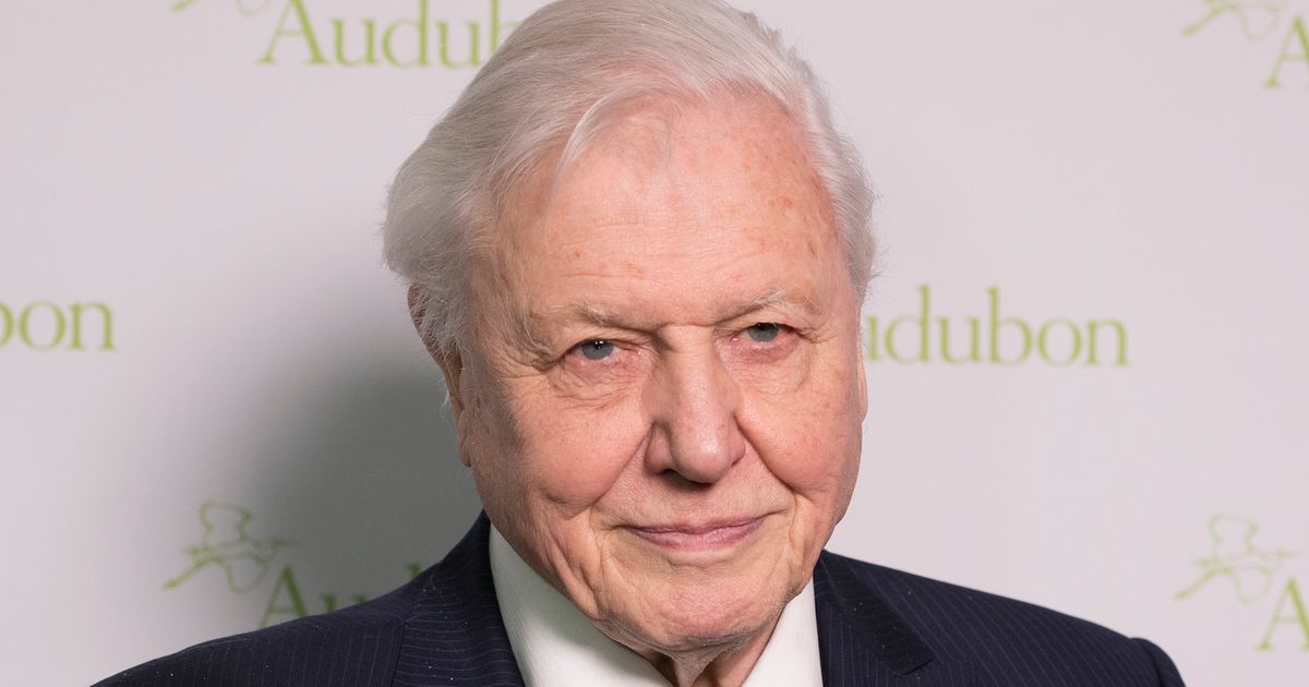 David Attenborough ‘Nearly Died’ Filming ‘Trials Of Life’ Documentary