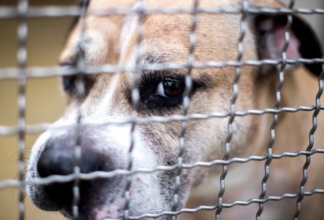 2011 bereits hatte das Veterinäramt Hinweise auf eine gesteigerte Aggressivität des Hundes und eine mangelnde Eignung des Halters erhalten.