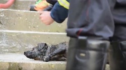 Βίντεο: Πυροσβέστες έσωσαν σκύλο από φλεγόμενο σπίτι στην