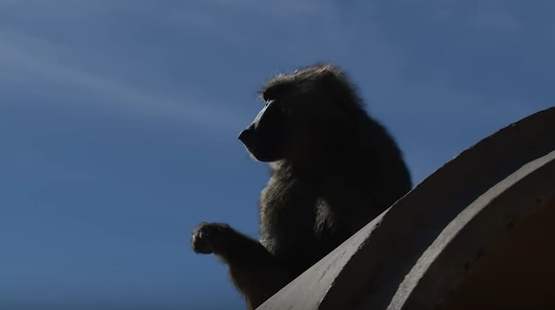 Silhouette of a baboon at the Texas Biomedical Research Institute in San Antonio.