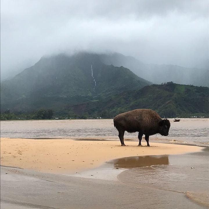 Frightened bison were found on beaches and in backyards.