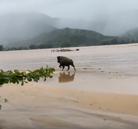 One of the bison that fled from a flooded ranch in Hanalei.