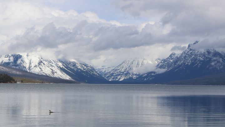 A duck swims on Lake McDonald in Glacier National Park. More people are visiting the park, in northwest Montana, in the last few years.