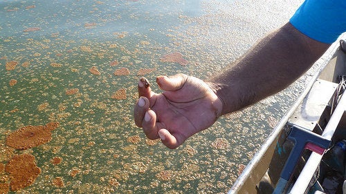 Oil and dispersant in the waters off Barataria Bay, Louisiana, in August 2010.