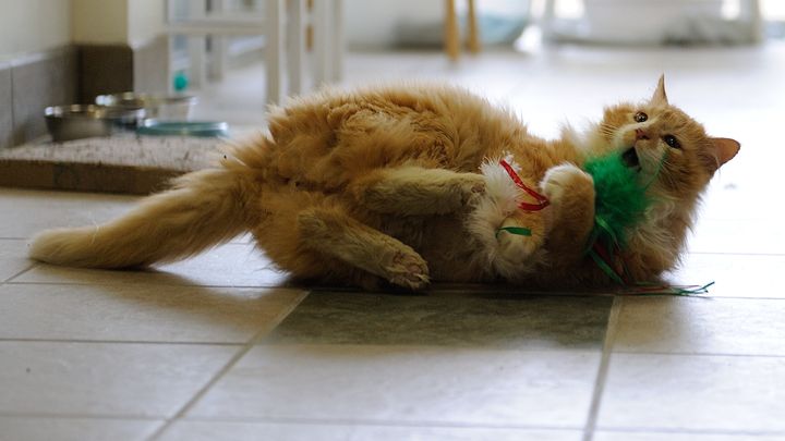 Toby enjoying a cat toy.