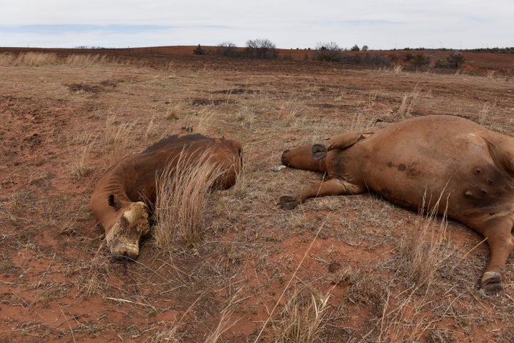 Dead cattle that were killed by the Rhea fire are pictured near Taloga, Oklahoma.