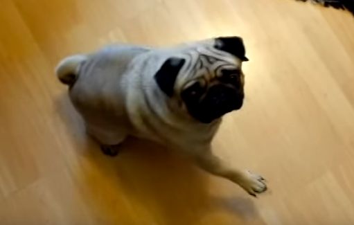 Buddha the pug was filmed raising its paw in apparent response to the words 'sieg heil' 