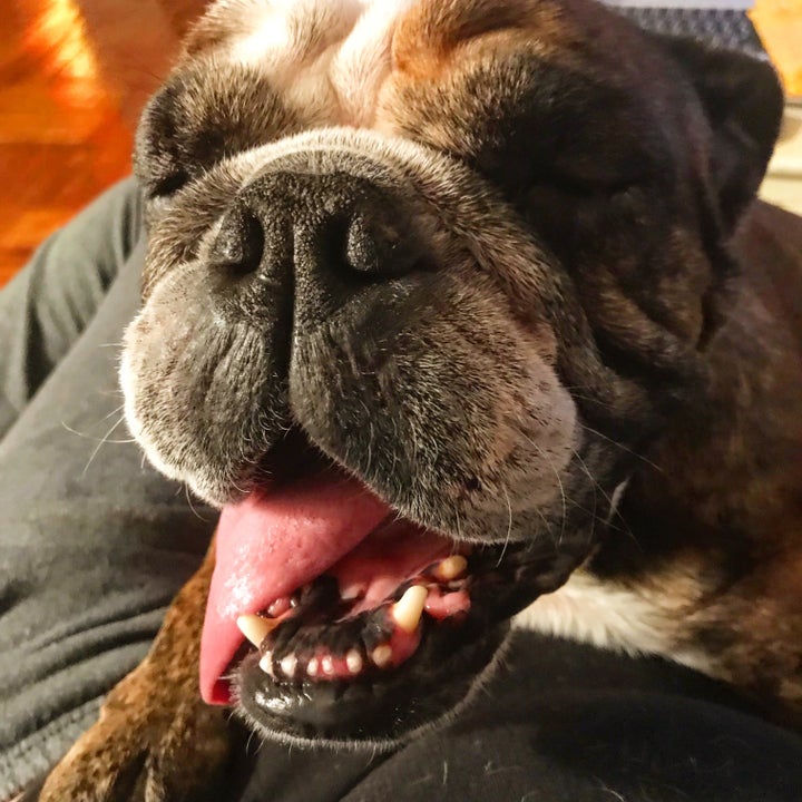 Tinky, my current foster dog