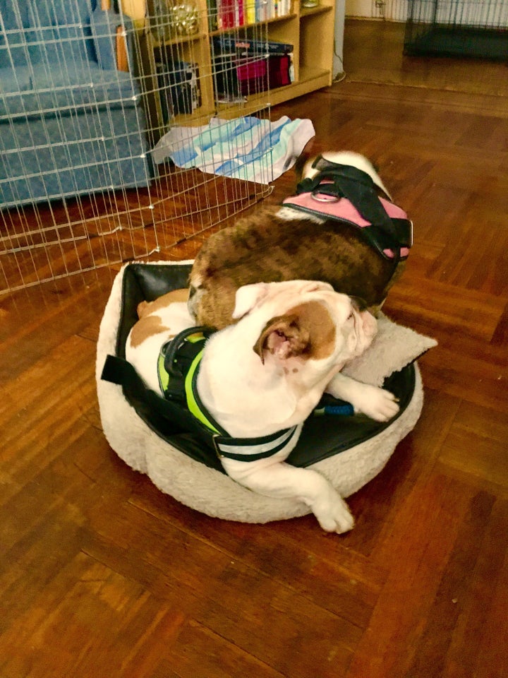 The bonded pair sleeping in a bed together, when they weren't fighting. 