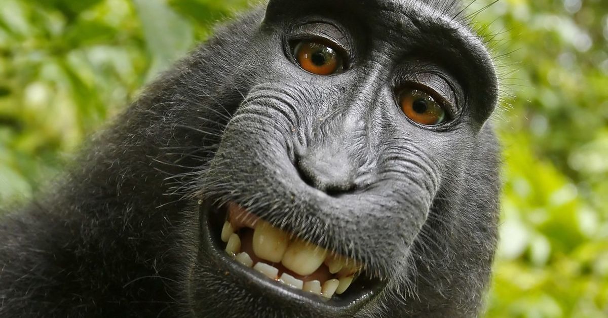 Indianapolis police capture a cheeky monkey that escaped and went on the  lam