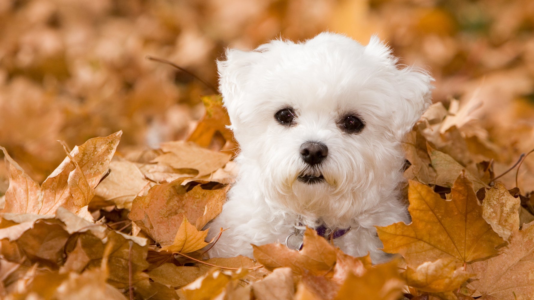 Here�s How Much Pet Insurance Costs And What It Really Here�s How Much Pet Insurance Costs And What It Really