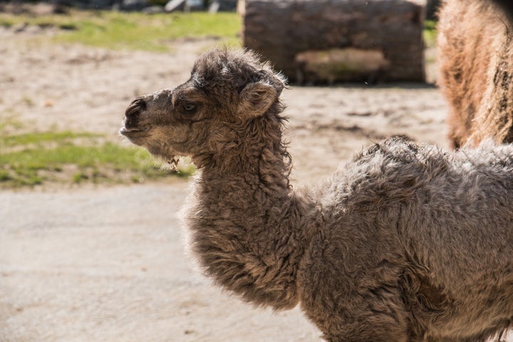 Louis the camel.