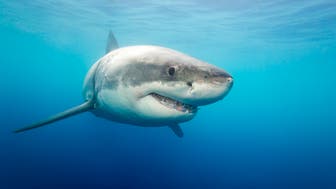 Great White Shark Huffpost