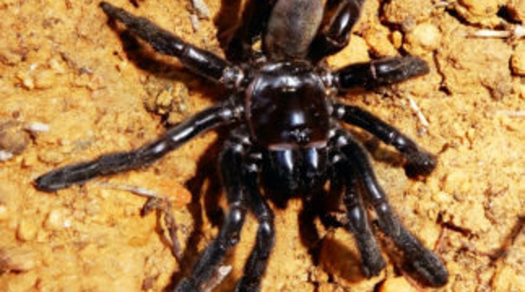 The World's Oldest Spider Has Died At 43 | HuffPost UK Tech