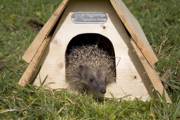 How To Make Your Garden A Hedgehog Haven | HuffPost UK