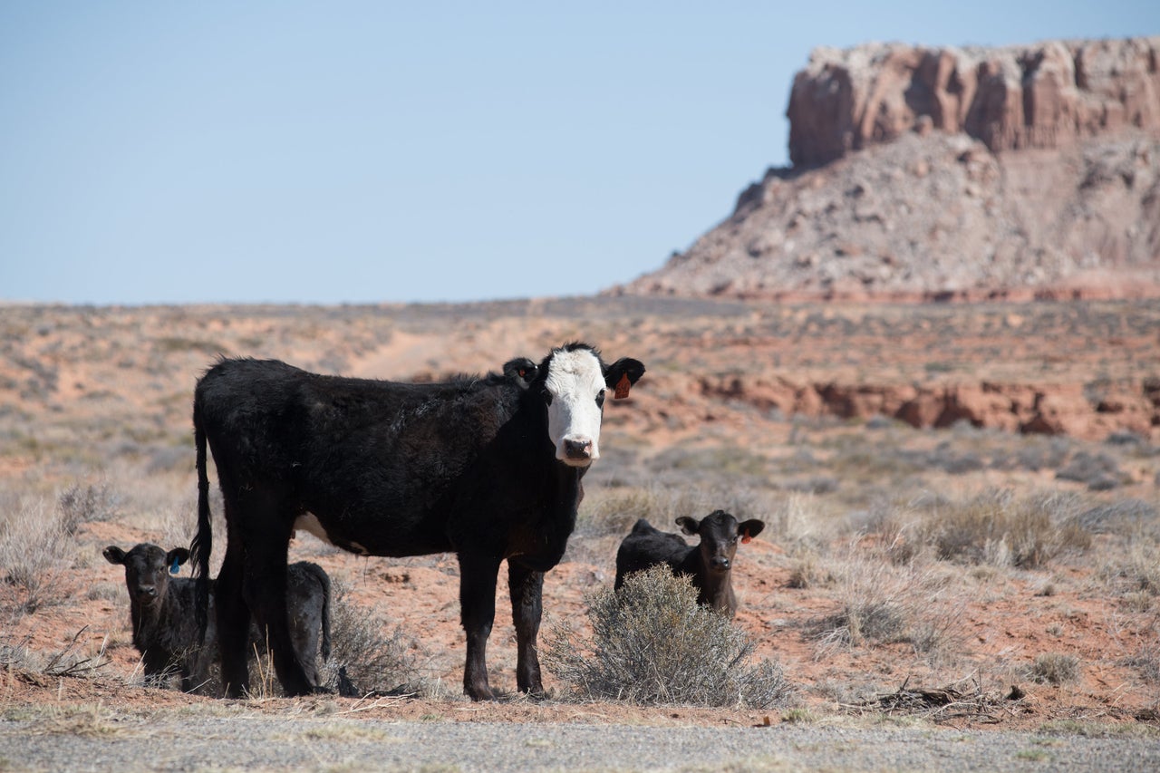 Open range cattle near Comb Wash and Bluff, Utah. 