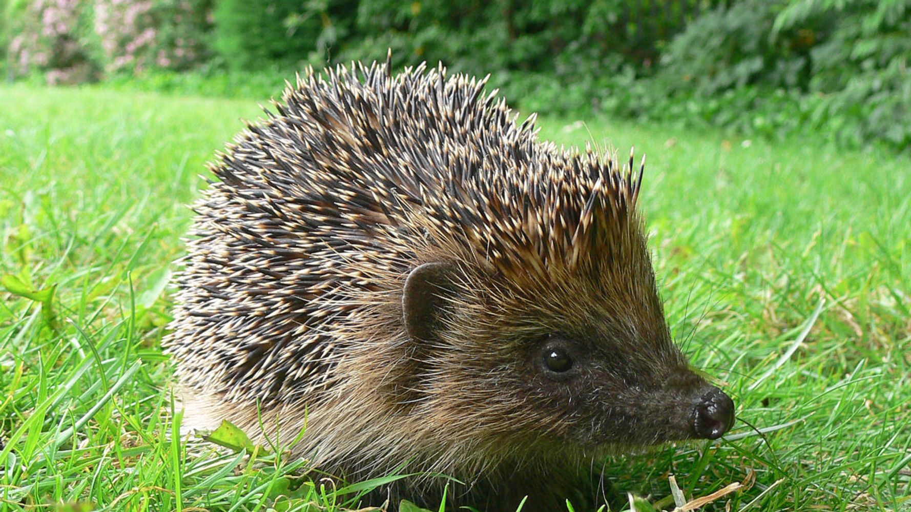 How To Make Your Garden A Hedgehog Haven Huffpost Uk Life