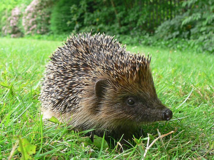 How To Make Your Garden A Hedgehog Haven Huffpost Uk Life