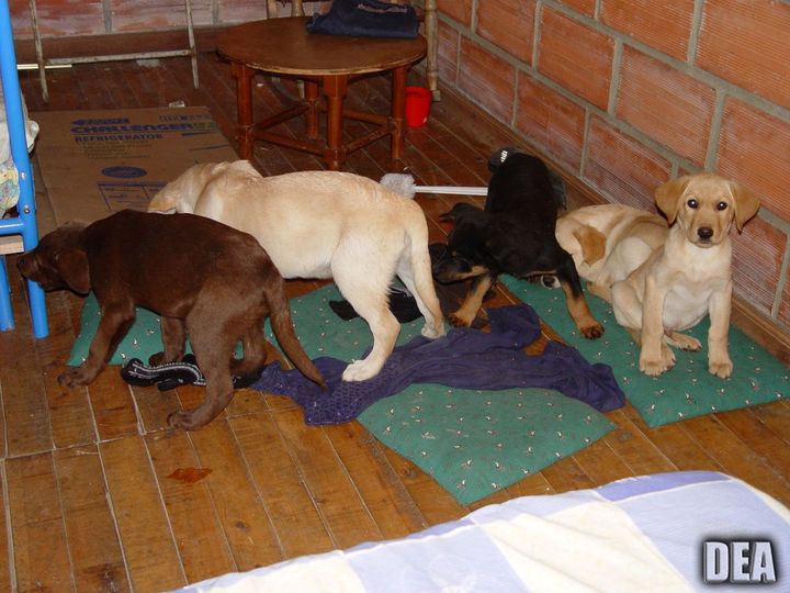Andres Lopez Elorez, not pictured, is accused of conspiring to import and distribute heroin into the U.S. by surgically implanting these puppies with liquid heroin.