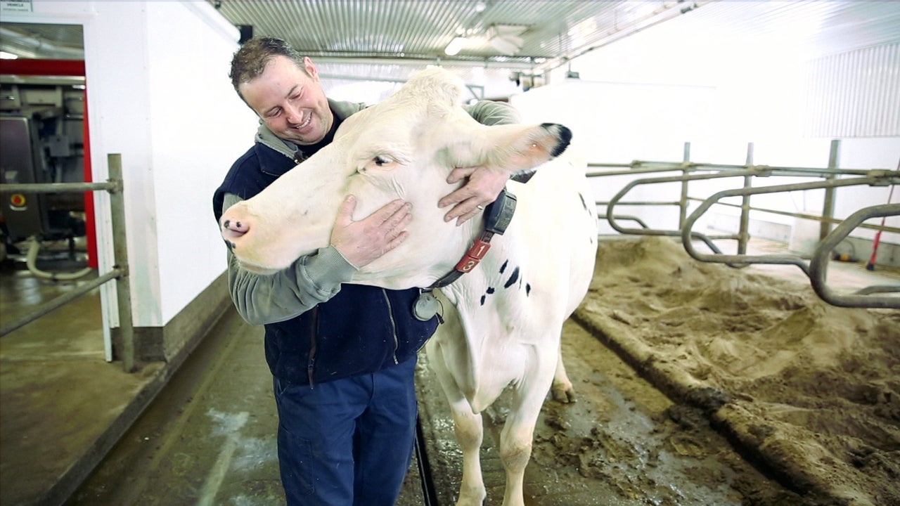 Pascal Thuot with one of his cows. Thuot spent more than $1 million modernizing and automating his small farm.