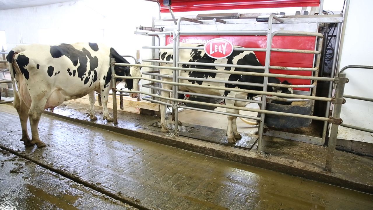 Cows line up to be milked by Pascal Thout's milking robot.