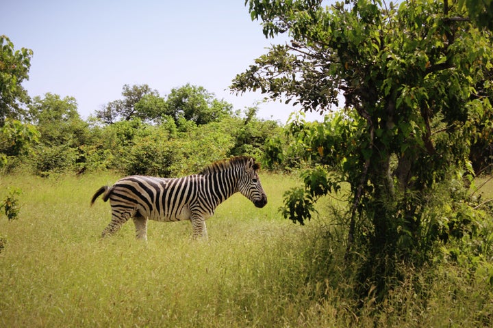 The Moremi Game Reserve is a popular safari spot in Botswana.