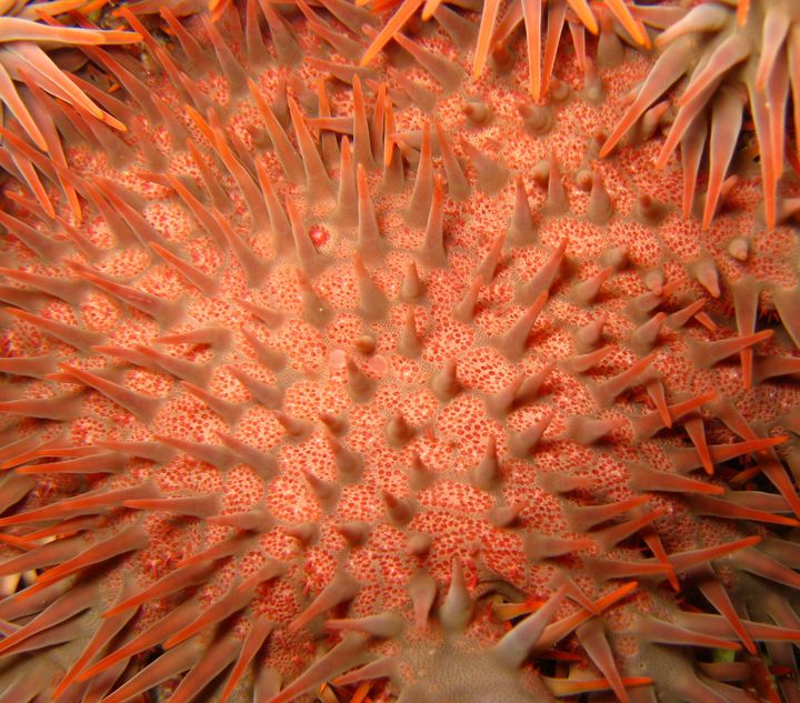 Crown-of-thorns starfish are a major contributor to coral loss in the Great Barrier Reef.