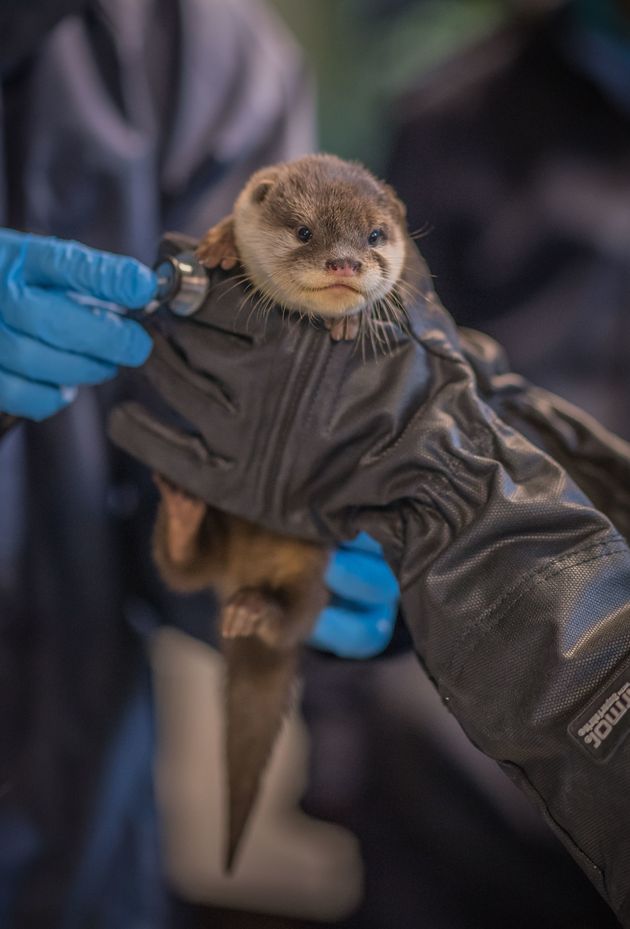 Baby otters are adorable.