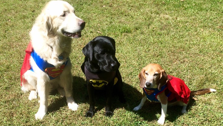 <p>Tucker the beagle (right) was adopted after years in a research laboratory. Seven states, now including Maryland, have enacted laws requiring researchers that use cats and dogs to find homes for the animals that survive testing.</p>