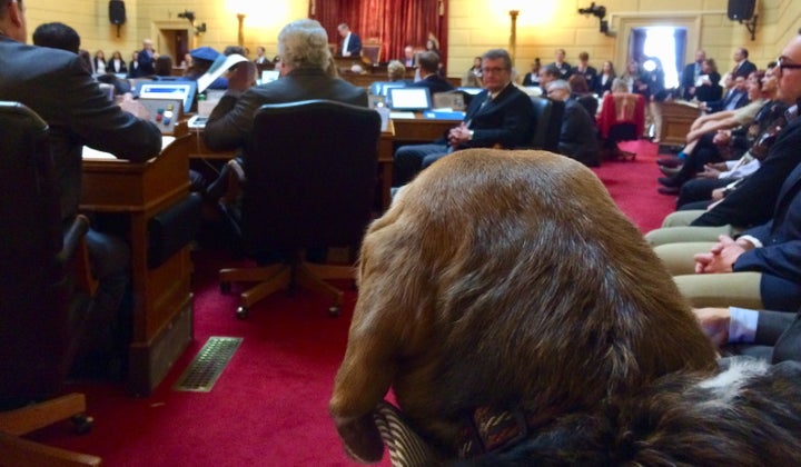 Tucker the beagle peers across the floor of the Rhode Island House of Representatives, where in the spirit of bipartisanship he welcomed petting from both Democrats and Republicans.