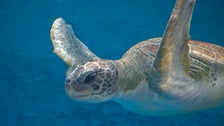Interior Department Tells Staff To Shut Up About Mandatory Endangered Species Permits