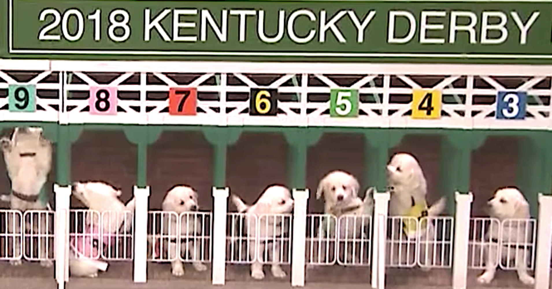 Jimmy Fallon Enlists Ridiculously Cute Puppies To Predict The Kentucky