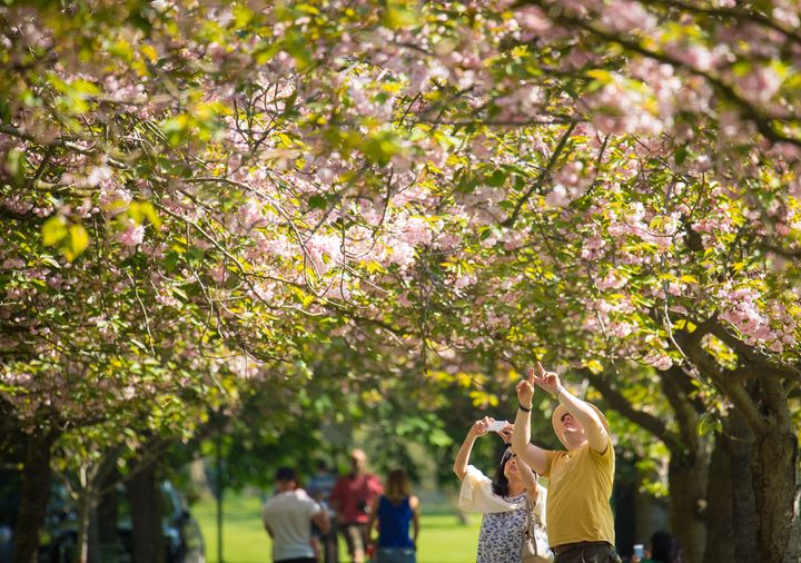 People look at cherry trees in blossom as they enjoy the warm and sunny weather in Greenwich Park, south London.