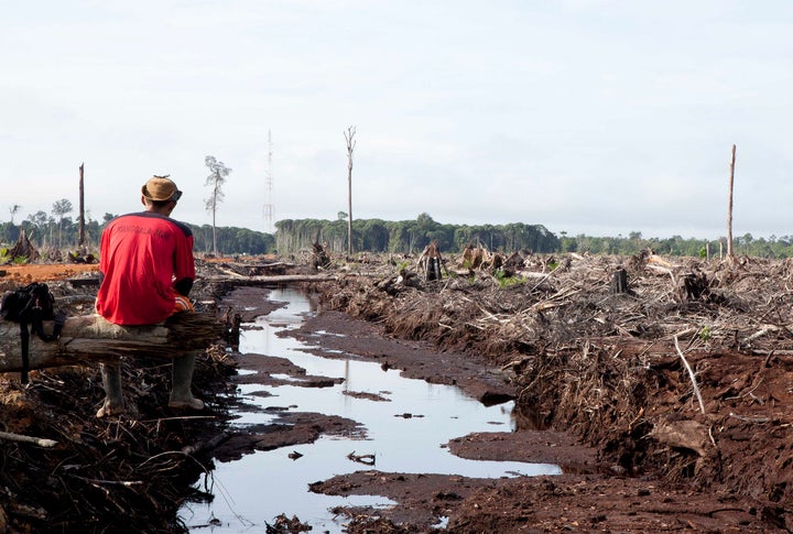 Since the explosion in the use of palm oil in 2000, Borneo has lost 20,000 square miles of forest.