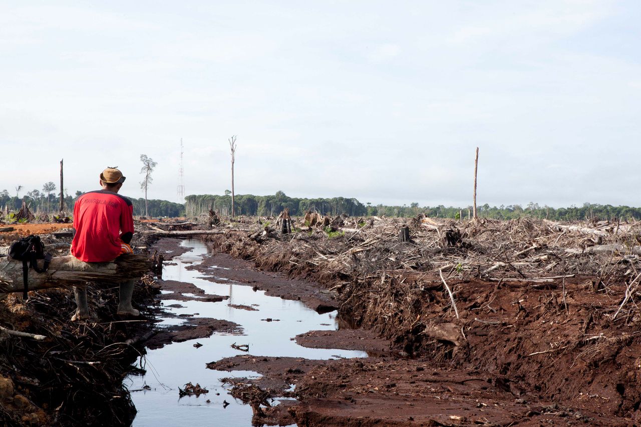 Desde el auge del aceite de palma en el año 2000, Borneo ha perdido más de 5 millones de hectáreas de selva.