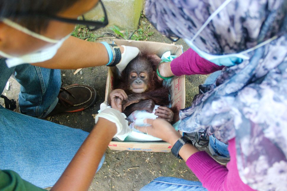 Baby orangutan Udin is rescued from the illegal wildlife pet trade.